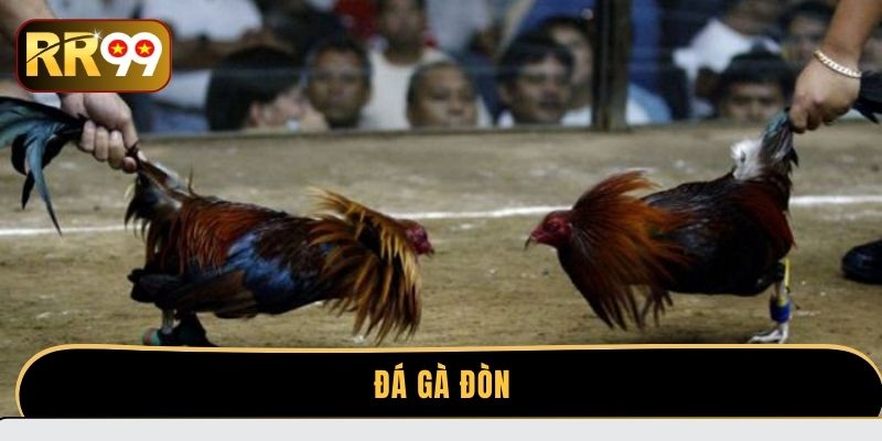 Đá gà đòn| Bí quyết chọn chiến kê đá gà đòn chuẩn